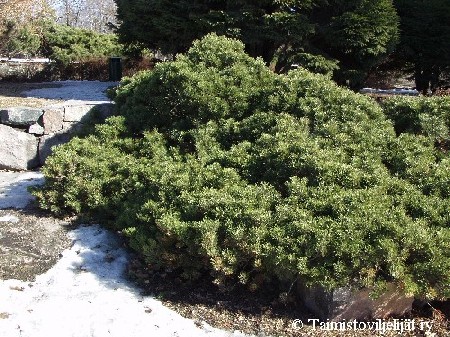 Pinus mugo Pumilio